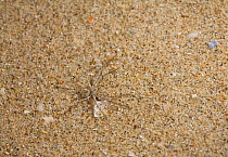 Running crab spider (Philodromus fallax) camouflaged on sand dune, UK
