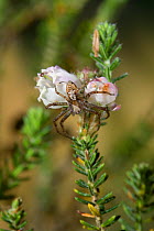 Running crab spider (Philodromus histrio) on vegetation, UK