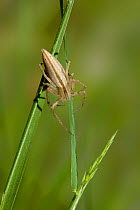 Running crab spider (Tibellus oblongus) on grass, UK