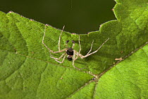 House crab spider (Philodromus dispar) male, UK