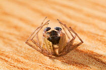 House crab spider {Philodromus dispar} male feigning death as a defense mechanism, UK