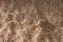 Running crab spider (Philodromus fallax) camouflaged on sand dune, Camber Sands, Kent, UK