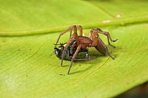 Sac / Foliage spider (Clubiona sp) with fly prey, UK