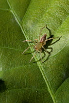 Sac spider (Clubionia sp) on leaf, UK