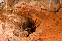 Scaffold web spider (Steotoda nobilis) retreating into burrow, UK