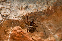 Scaffold web spider (Steotoda nobilis) building web against a wall, Sussex, UK