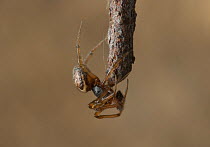 Scaffold web spider (Steotoda bipunctata) on rusty wire, UK