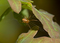 Scaffold web spider (Theridion sp) on web, UK