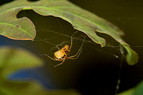 Scaffold web spider (Theridion sp) on web, UK