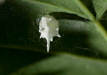 Egg sac of Scaffold web spider (Theridion pallens) attached to underside of leaf, UK