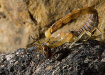 Mediterranean / European scorpion {Buthus occitanus} stinging a Spider (Amourobius sp) Spain