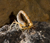 Mediterranean / European scorpion {Buthus occitanus} stinging a Spider (Amourobius sp) Spain