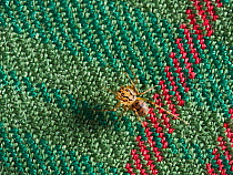 Spitting spider (Scytodes thoracica) on carpet, UK