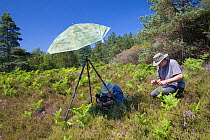 Stephen Dalton photographing Ladybird spider (Eresus cinnaberinus) - the rarest spider found in England, at secret location in South of England, model released