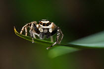 Pantropical jumping spider (Plexippus paykulli)  Costa Rica