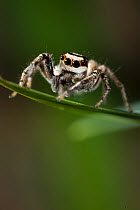 Pantropical jumping spider (Plexippus paykulli)  Costa Rica