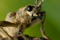 Longhorn Beetle (Rhagium mordax) portrait, UK