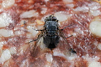 Blowfly {Lucilia caesar} feeding on a piece of salami, UK