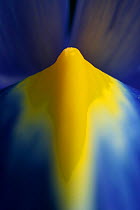 Close up of petal of Iris {Iris sp}