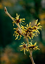 Witchhazel {Hamamelis mollis} flowering in spring, UK