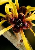 Witchhazel {Hamamelis mollis} flower, UK