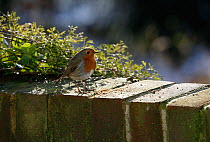 Robin {Erithacus rubecula} perched on garden wall, UK