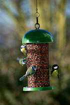 Three Blue tits {Parus caeruleus} and one Great tit {Parus major} feeding on garden peanut feeder, UK