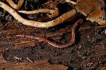 Earthworm {Lumbricus terrestris} found under a log, UK