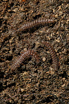 Three Millipedes (Polydesmus sp) in soil, UK