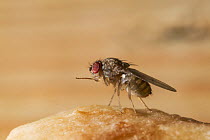 Fruit fly {Drosophila sp} on a banana, cleaning its front legs, UK
