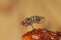 Fruit fly {Drosophila sp} feeding on fruit, UK