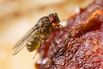 Fruit fly {Drosophila sp} feeding on fruit, UK