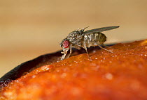 Fruit fly {Drosophila sp} feeding on plum, UK