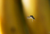 Fruit fly {Drosophila sp} flying in front of bunch of bananas, UK