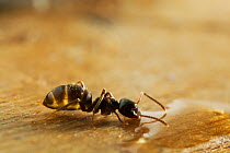 Garden black ant {Lasius niger} feeding on liquid, UK