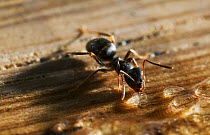 Garden black ant {Lasius niger} feeding, UK
