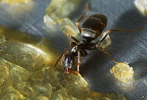Garden black ant {Lasius niger} feeding on grains of sugar in kitchen sink, UK