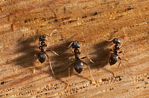 Three Garden black ants {Lasius niger} feeding on sugar grains on wood, UK