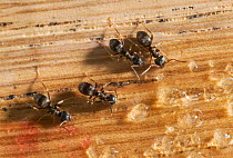 Garden black ants {Lasius niger} feeding on sugar grains on wood, UK