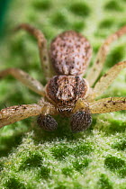 Crab spider (Philodromus sp) on leaf, UK
