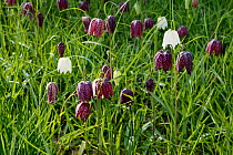 Purple and White Snake's head fritillaries {Fritillaria meleagris} flowering in meadow, UK