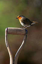 Robin {Erithacus rubecula} perched on garden spade, UK