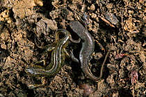 Two Smooth newts {Triturus vulgaris} hibernating under a log, UK