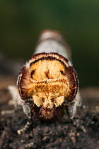 Close up of head of Buff tip moth {Phalera bucephala} UK
