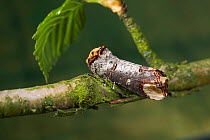 Buff tip moth {Phalera bucephala} camouflaged as twig on branch, UK