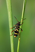 Wasp beetle {Clytus arietus} on grass stem, UK