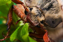 Common Cockchafer / Maybug {Melolontha melolontha} feeding on leaves, UK