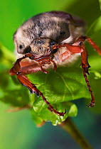 Common Cockchafer / Maybug {Melolontha melolontha} on leaves, UK