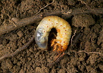 Common Cockchafer / Maybug {Melolontha melolontha} larva in soil, feeds on grass roots, UK