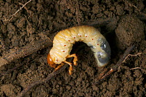 Common Cockchafer / Maybug {Melolontha melolontha} larva in soil, feeds on grass roots, UK